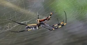 Imagen de una araña